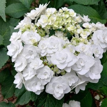 Hortensia - Hydrangea macrophylla Wedding Gown