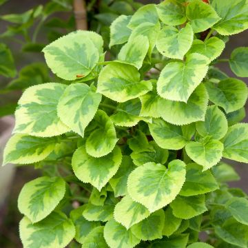 Hortensia - Hydrangea grimpant Miranda