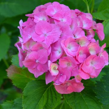 Hortensia - Hydrangea macrophylla Berlin (rose)
