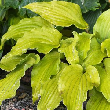 Hosta Blue Angel