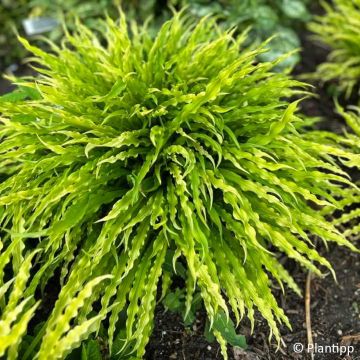 Hosta Praying Hands