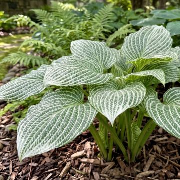Hosta Blue Angel