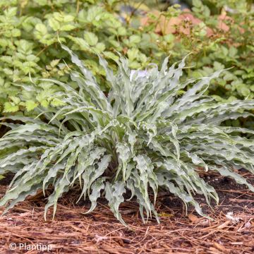 Hosta Praying Hands