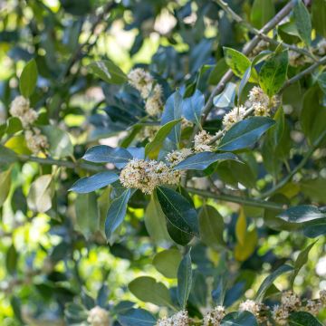 Ilex Nellie R. Stevens - Houx d'ornement
