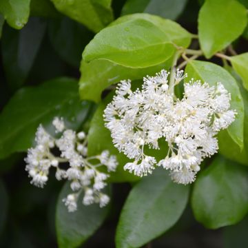 Decumaria sinensis