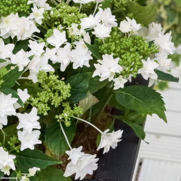 Hydrangea macro Shooting Star - Hortensia