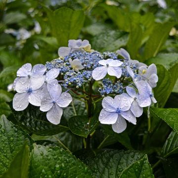 Hortensia Blue wave