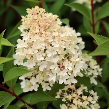 Hortensia paniculé Petite Star - Hydrangea paniculata