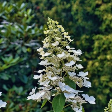 Hortensia - Hydrangea paniculata Levana en pot de 10 L