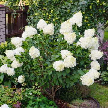 Hortensia paniculata Polar Bear