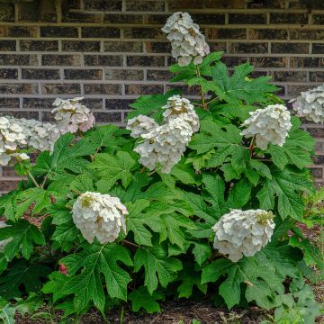 Hortensia à feuilles de chêne Alice - Hydrangea quercifolia 