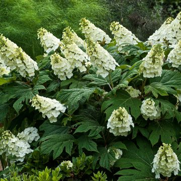 Hortensia - Hydrangea quercifolia Jetstream