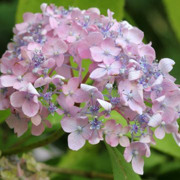 Hortensia Spreading beauty