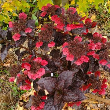 Hortensia - Hydrangea serrata Choco Cherry