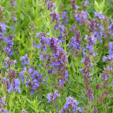 Hysope officinale Bio