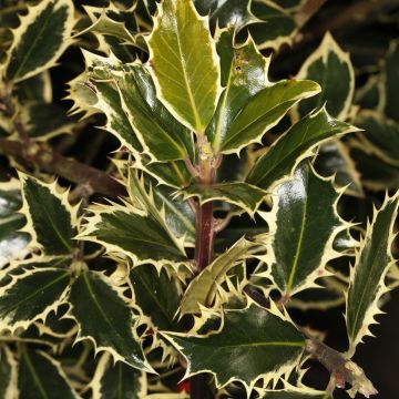 Ilex aquifolium Silver Queen - Houx panaché