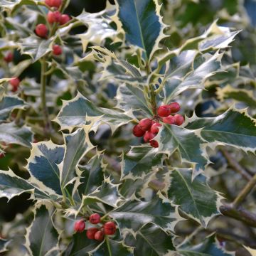 Ilex aquifolium Silver Queen - Houx panaché