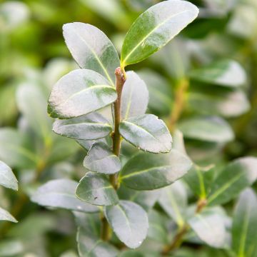Ilex crenata Caroline Upright - Houx crénelé