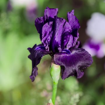 Iris Barbata-Elatior Black Night