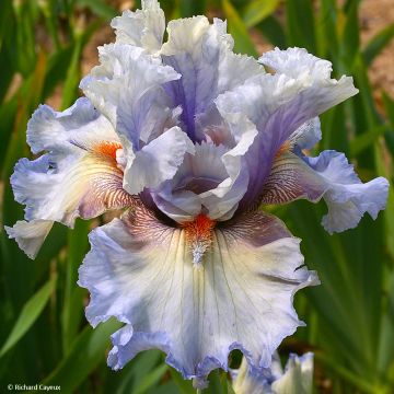 Iris germanica Buvard - Iris des Jardins