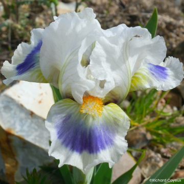 Iris pumila Cherry Garden - Iris des Jardins nain