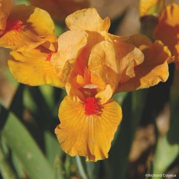 Iris germanica Devil Baby - Iris des Jardins Lilliput