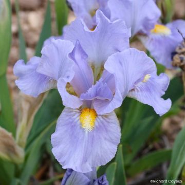 Iris germanica Devil Baby - Iris des Jardins Lilliput
