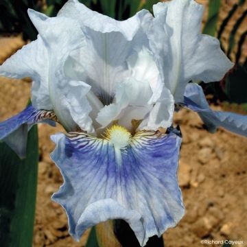 Iris Barbata-Media Maui Moonlight