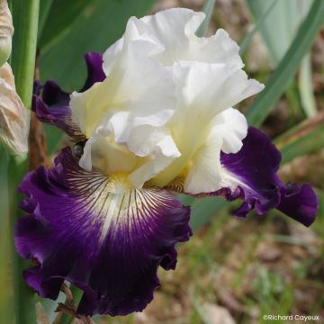 Iris germanica Alizes