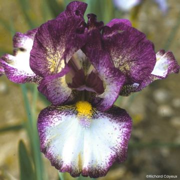 Iris Barbata-Media Maui Moonlight