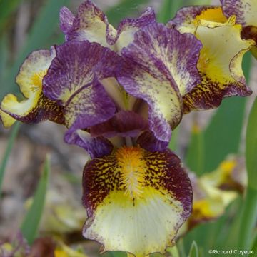 Iris germanica Devil Baby - Iris des Jardins Lilliput