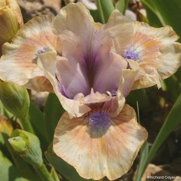 Iris germanica Devil Baby - Iris des Jardins Lilliput