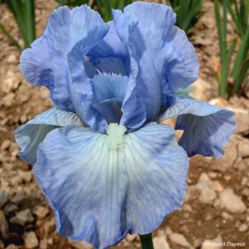 Iris Barbata-Media Maui Moonlight