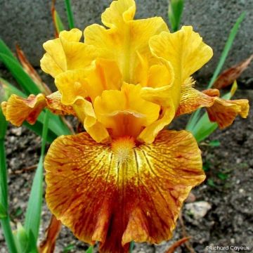 Iris Barbata-Media Maui Moonlight