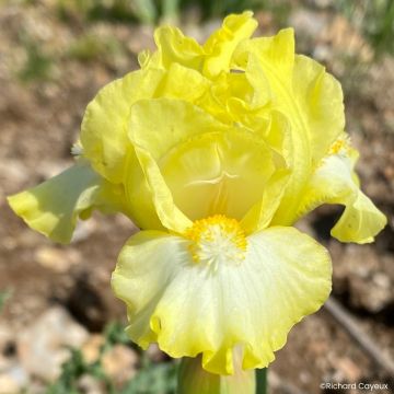 Iris germanica Devil Baby - Iris des Jardins Lilliput