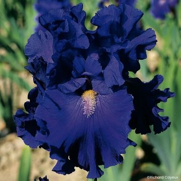 Iris germanica Alizes