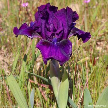 Iris germanica Devil Baby - Iris des Jardins Lilliput