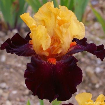 Iris germanica Alizes