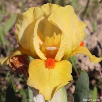 Iris germanica Devil Baby - Iris des Jardins Lilliput