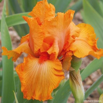 Iris germanica Coup de Soleil - Grand Iris des Jardins