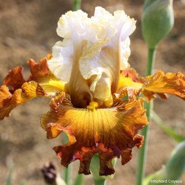 Iris germanica Daniel Collin - Grand Iris des Jardins