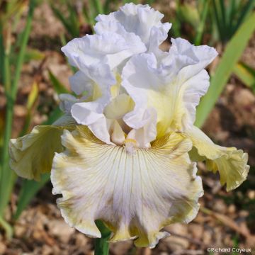 Iris germanica Alizes