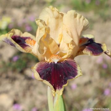 Iris germanica Devil Baby - Iris des Jardins Lilliput