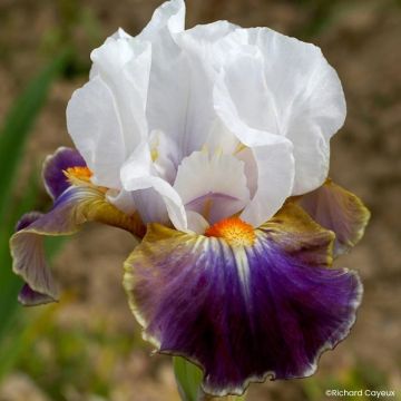 Iris Barbata-Media Maui Moonlight