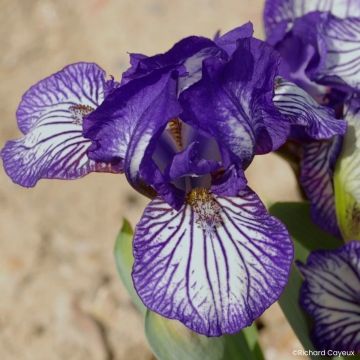 Iris pumila Cherry Garden - Iris des Jardins nain