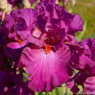 Iris germanica Alizes