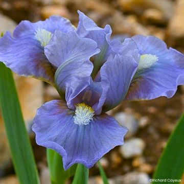Iris pumila Cherry Garden - Iris des Jardins nain