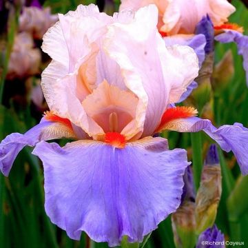 Iris germanica Alizes