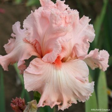 Iris germanica Alizes