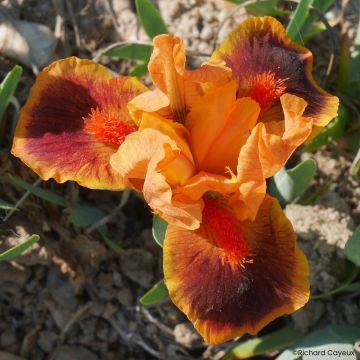 Iris pumila Cherry Garden - Iris des Jardins nain